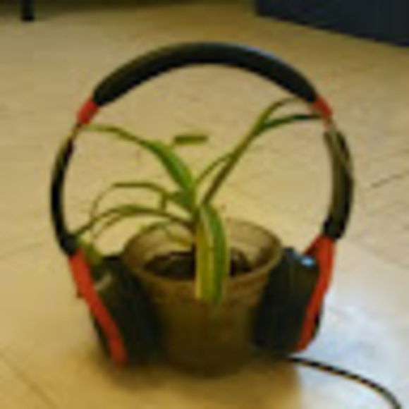 plantdjpaul